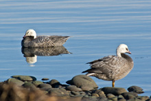 Emperor Geese